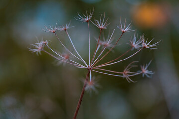 A view to colorful autumn leaves in detail with soft bokeh background 