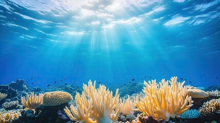Vibrant coral reef fading to bleached, dead corals