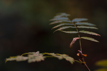 A view to colorful autumn leaves in detail with soft bokeh background 