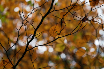 A view to colorful autumn leaves in detail with soft bokeh background 
