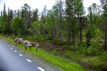 reindeer at the roadside