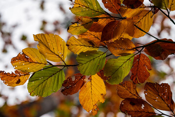 A view to colorful autumn leaves in detail with soft bokeh background 