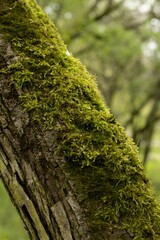 Mech na pniu drzewa 