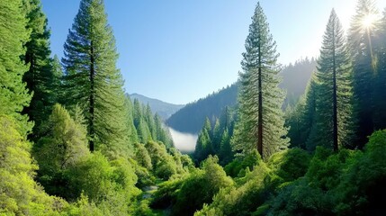 Obraz premium Majestic Redwood Forest Bathed in Sunlight