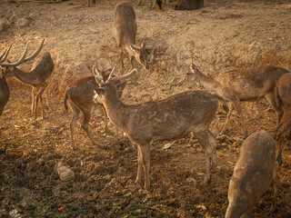 Deer in nature. Tourist season. Feeding deer in the zoo area. Mammals. Deer with beautiful appearance. Reindeer.animal cute. The richness of forests and wildlife. Visiting the zoo during a vacation 