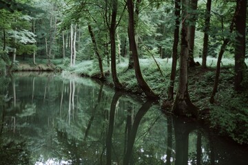 Obraz premium A tranquil woodland pond reflects tall, lush green trees, creating a serene, symmetrical natural scene.