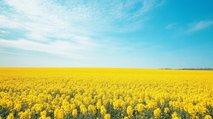 Obraz premium Bright yellow canola field under blue sky background