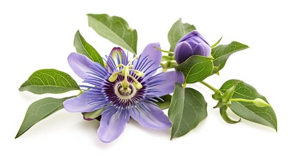 Passiflora (passionflower) isolated on white background