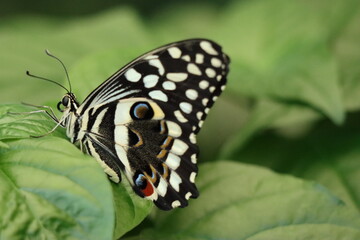 Close up black and white butterfly with geometric wings on a leaf