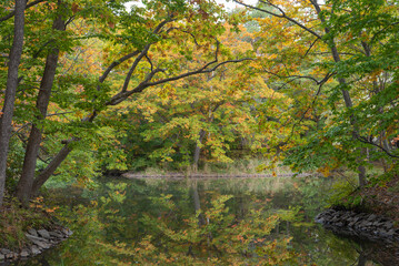 紅葉に染まる池