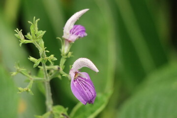 Obraz premium Close-Up of a Purple Wildflower with Water Droplets in a Green Natural Setting