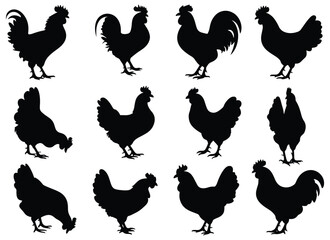 Fototapeta premium Set of chicken silhouettes collection of farm animals. isolated vector on white background