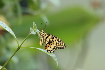 Close-Up of a Yellow Swallowtail Butterfly with Intricate Yelllow, Black and Orange Patterns on a Green Leaf