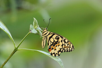 Close-Up of a Yellow Swallowtail Butterfly with Intricate Yelllow, Black and Orange Patterns on a Green Leaf