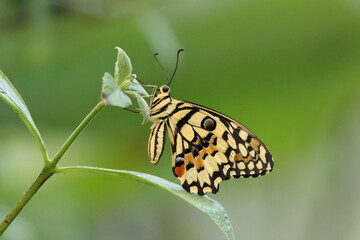 Close-Up of a Yellow Swallowtail Butterfly with Intricate Yelllow, Black and Orange Patterns on a Green Leaf