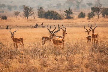 Impala gazelles standing in a grassy field at Akagera National Park, Rwanda on a sunny day