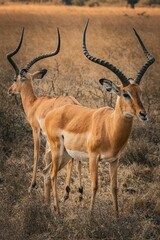 Impala gazelles standing in a grassy field at Akagera National Park, Rwanda