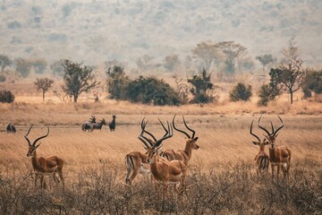 Impala gazelles standing in a grassy field at Akagera National Park, Rwanda