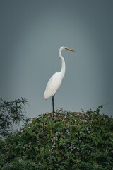 Great egret standing in Akagera National Park, Rwanda, with lush greenery in the background.