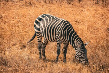 Zebra roaming the grasslands of Akagera National Park in Rwanda