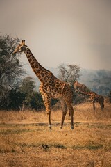 Giraffes roaming freely in Akagera National Park, Rwanda, under a clear sky