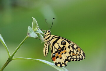 Close-Up of a Yellow Swallowtail Butterfly with Intricate Yelllow, Black and Orange Patterns on a Green Leaf
