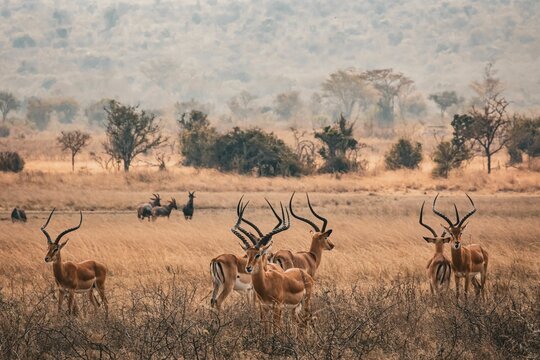 Fototapeta Impala gazelles standing in a grassy field at Akagera National Park, Rwanda