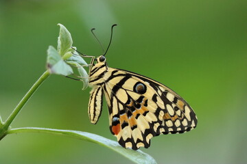 Close-Up of a Yellow Swallowtail Butterfly with Intricate Yelllow, Black and Orange Patterns on a Green Leaf