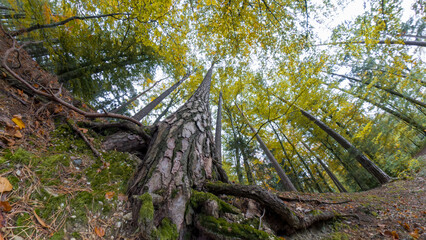 Forest bottom up view to the tree crowns during autumn season