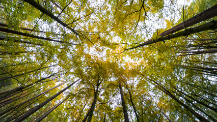 Forest bottom up view to the tree crowns during autumn season