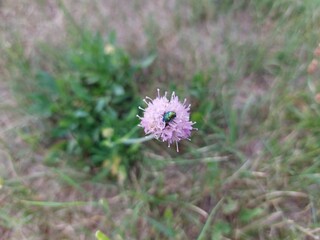 Bugs on the purple flower © Sylwia