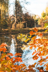 yellow-red autumn leaves on trees

