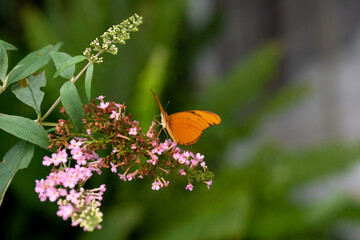 Julia Longwing Butterfly, Dryas iulia insect. A vibrant orange butterfly feeding on delicate pink flowers in a lush garden setting during a sunny afternoon