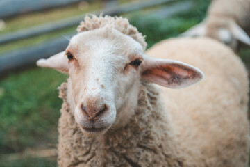 Obraz premium a lamb living on a farm 