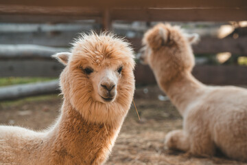 very beautiful calm and cute alpacas