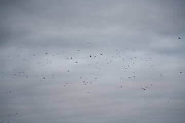 a large murder (flock) of crows (corvi) in flight 