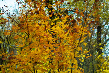 
Maple leaves in windy cloudy autumn weather.