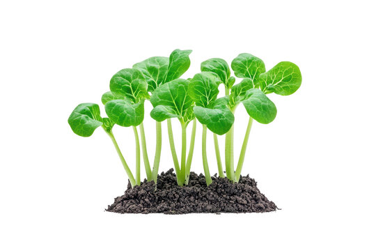 Fresh Green Seedlings Growing in Rich Soil