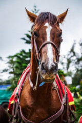 Obraz premium バギオのライトパークにいるお馬さん