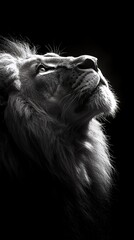 A majestic lion with a thick mane looking up in a dramatic black and white portrait.