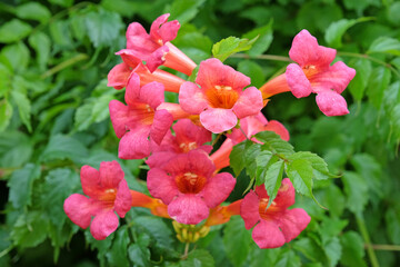 Red pink Campsis x tagliabueana, trumpet creeper or trumpet vine, ‘Madame Galen’ in flower.