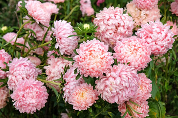 Peach pink Callistephus chinensis, ‘Duchesse Apricot’.Annual Aster, China Aster in flower.