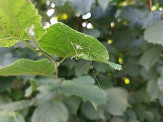 Cricket under the leaf © Sylwia
