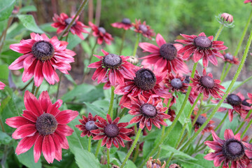 Red pink Rudbeckia hirta ‘Cherry Brandy’ black eyed susan in flower.