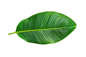 Fresh Green Leaf on Black Background