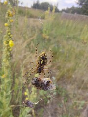 spider on cobweb with prey