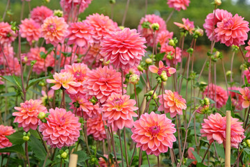 Pink decorative dahlia ‘Great Silence’ in flower.