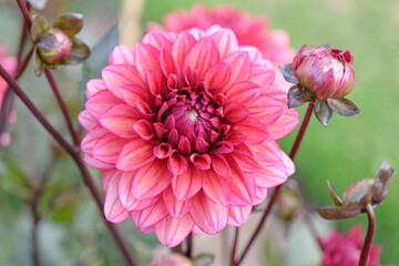 Dusky pink decorative dahlia ‘Night Silence’ in flower. © Alexandra