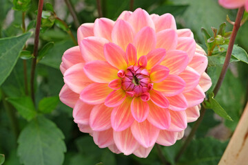 Fototapeta premium Salmon pink and yellow waterlily decorative dahlia ‘Pacific View’ in flower.