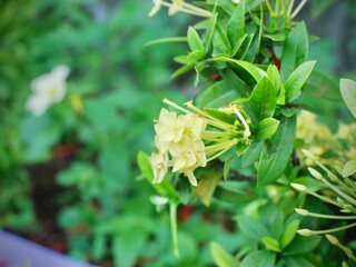 The flowers of the Ixora chinensis plant are yellow with a green blur background from the leaves
